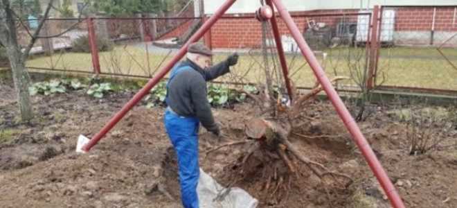 Как избавиться от клена на участке