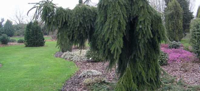 Ель сербская Пендула (picea omorika pendula)